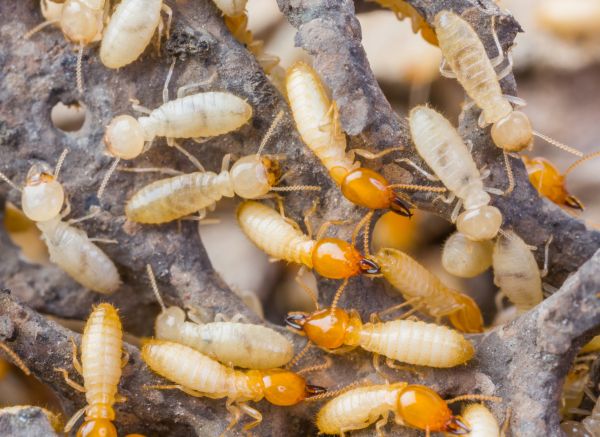 Commercial Termite Prevention