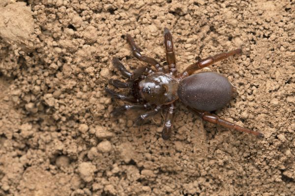 Trapdoor Spider Removal