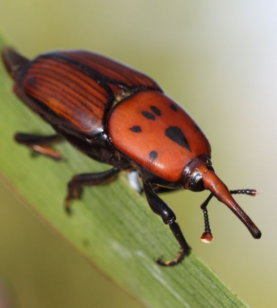 Weevil Infestation Removal