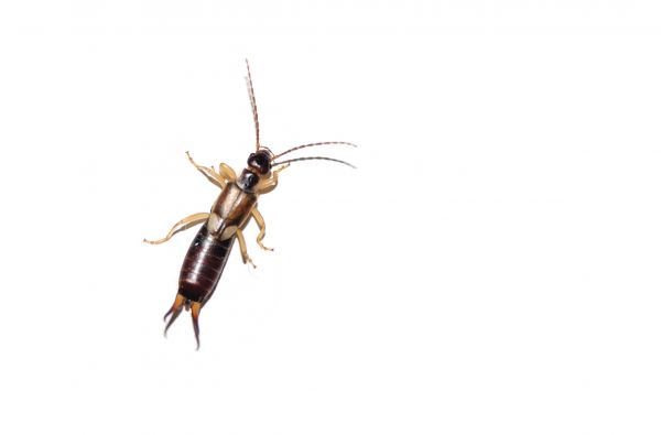 Earwig Extermination