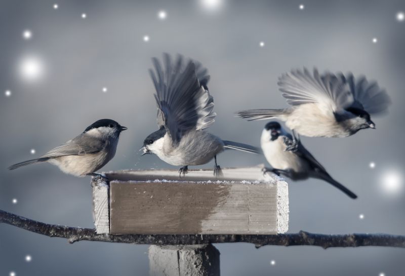 Bird Deterrent Service