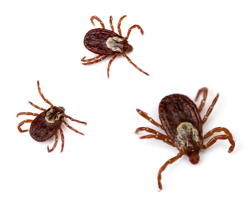 Common Flea And Tick Problems In Homes And Yards