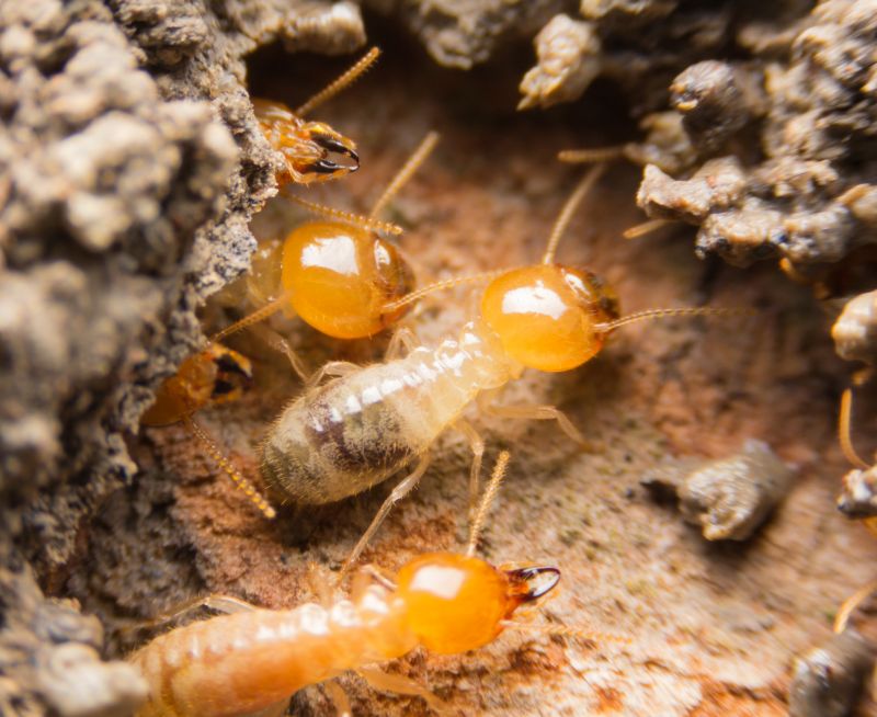Termite Infestation