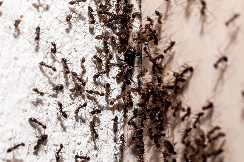 Ant Infestations