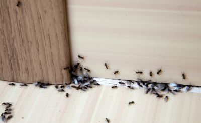 Ant Infestations