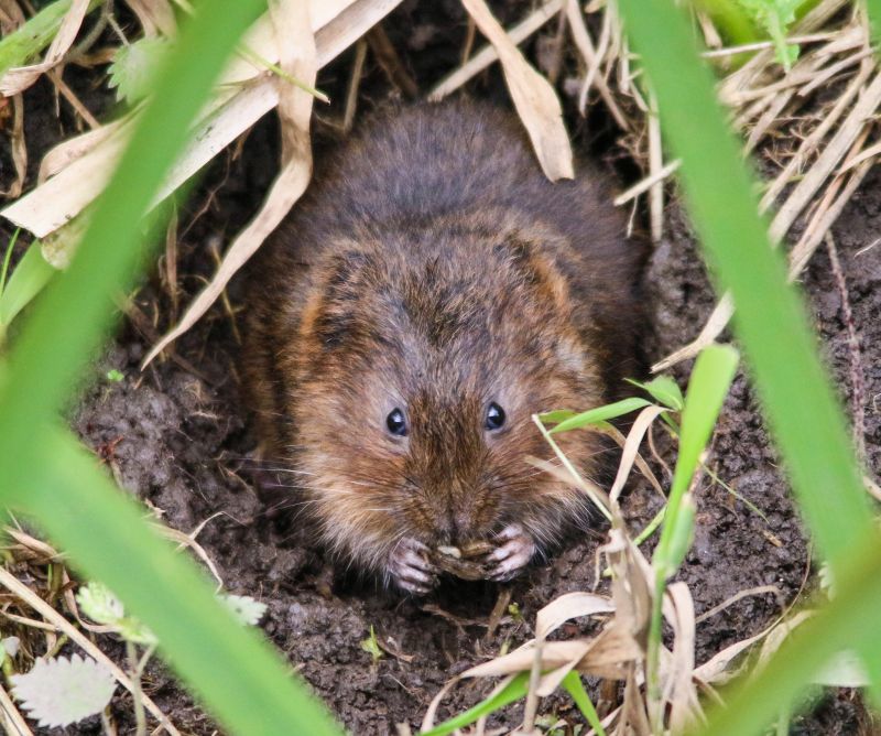 Vole Control Service