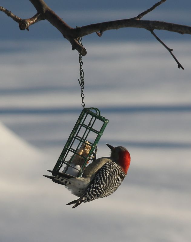 Woodpecker Control Service